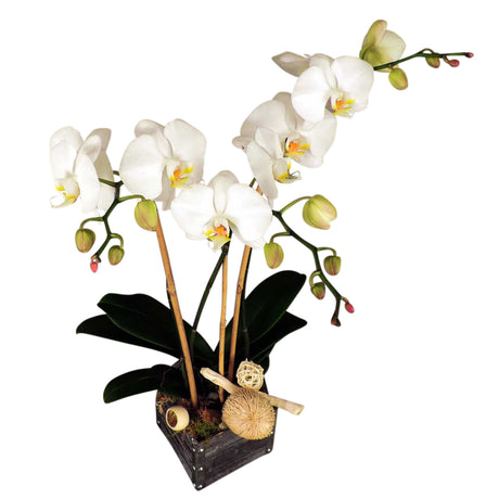 Shabby Chic Orchid Triple