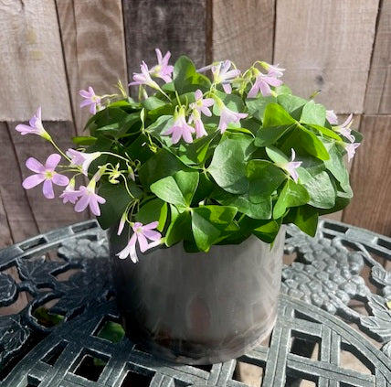 Shamrock Planter in metal container