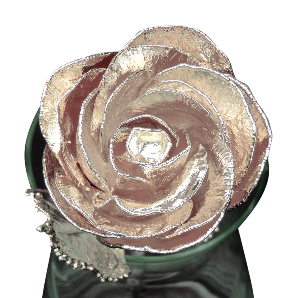 Silver dipped rose bloom