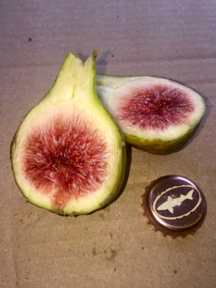 Smith fig split