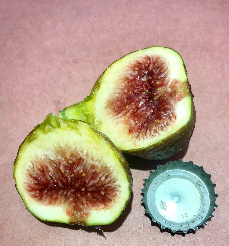 Smith Fig Cross Section