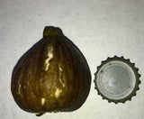 Sodus Sicilian fig