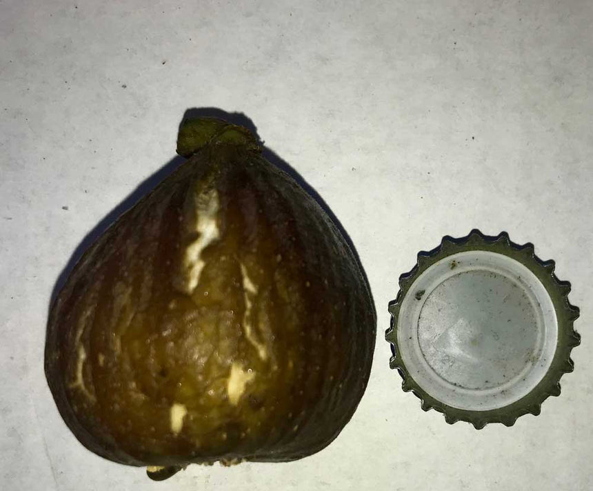 Sodus Sicilian fig