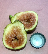 Sodus Sicilian Fig Cross Section