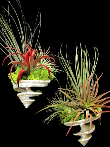 Hanging Spiral Shell Tillandsia Plant