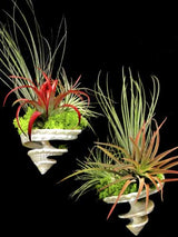 Hanging Spiral Shell Tillandsia Plant