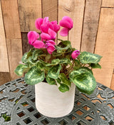 Spring Cyclamen- Deluxe