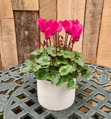 Spring Cyclamen- Standard