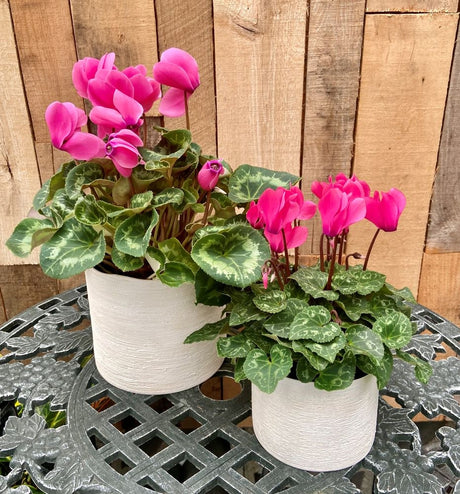 Spring Cyclamen