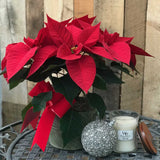 Poinsettia in Stylish Container