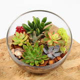 Succulents in terrarium bowl