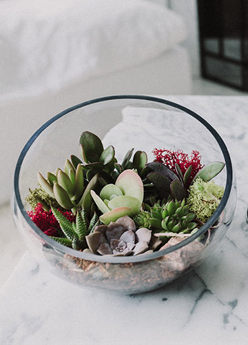 Succulent Terrarium Bowl