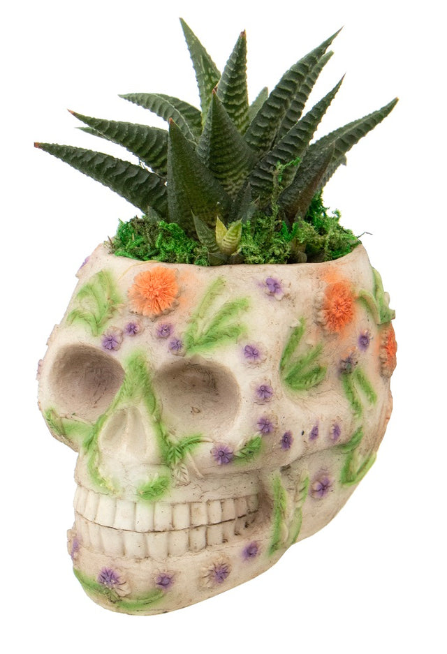 Sansevieria Vanitas Skull Planter