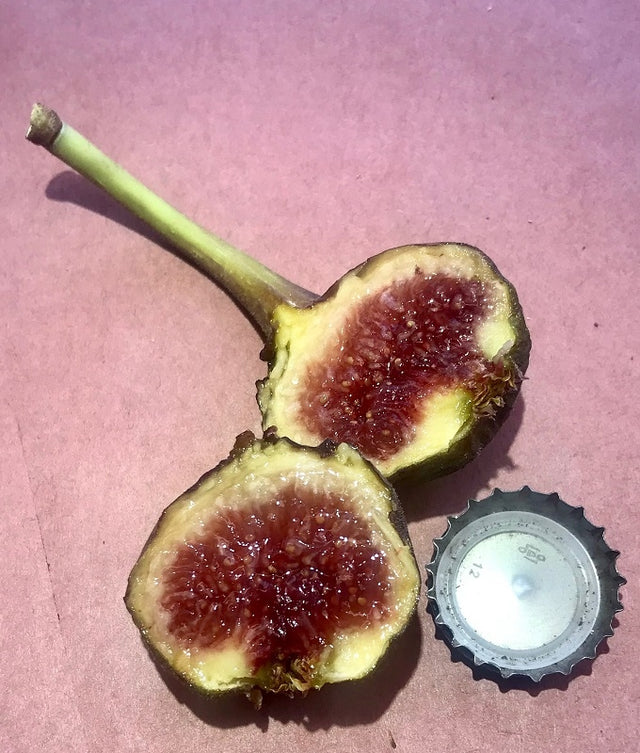 Sylvester Unknown Fig Cross Section