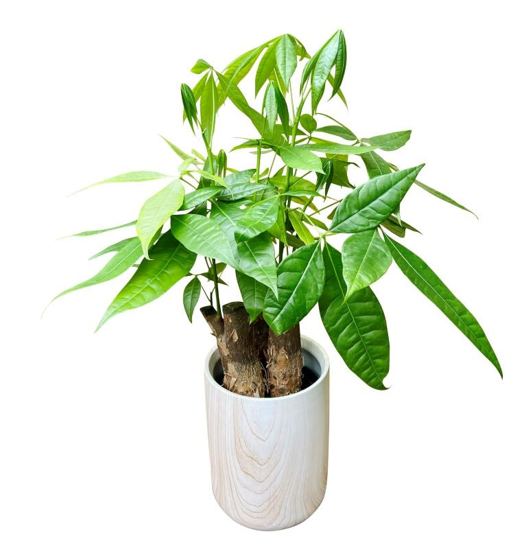 Tabletop Money Tree