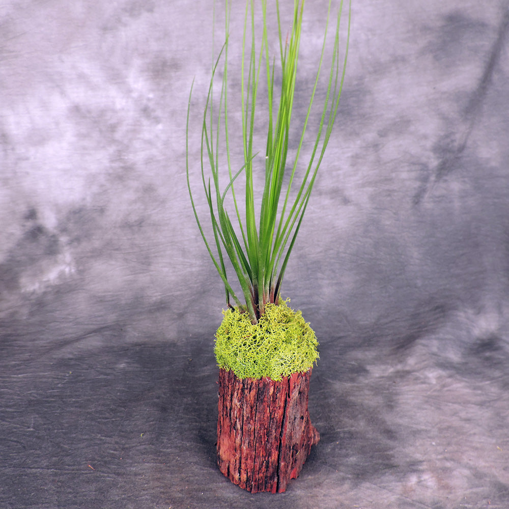 Tall air plant on cypress block