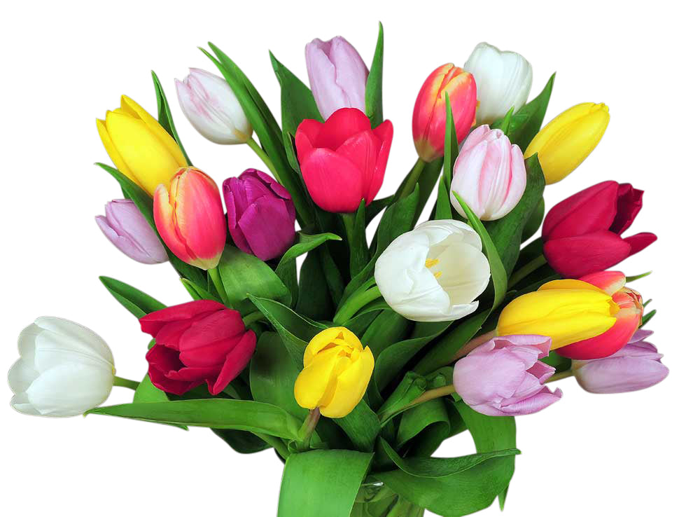 20 stems of assorted color tulips