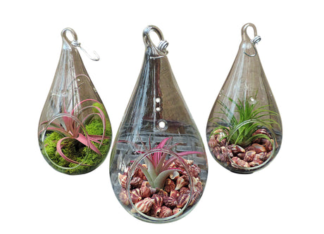 Air plants in glass teardrop globe