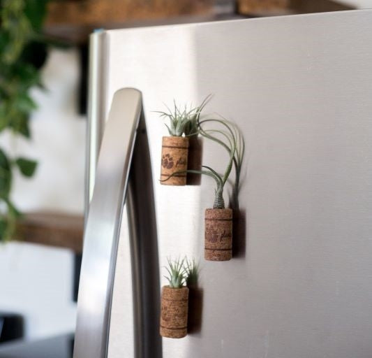 Tillandsia Air Plant Magnetic Wine Cork