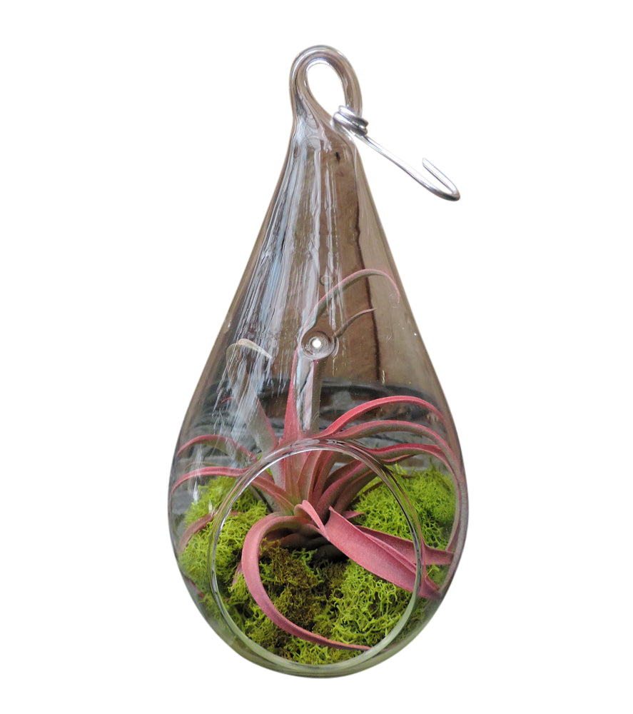 Tillandsia air plant in glass teardrop