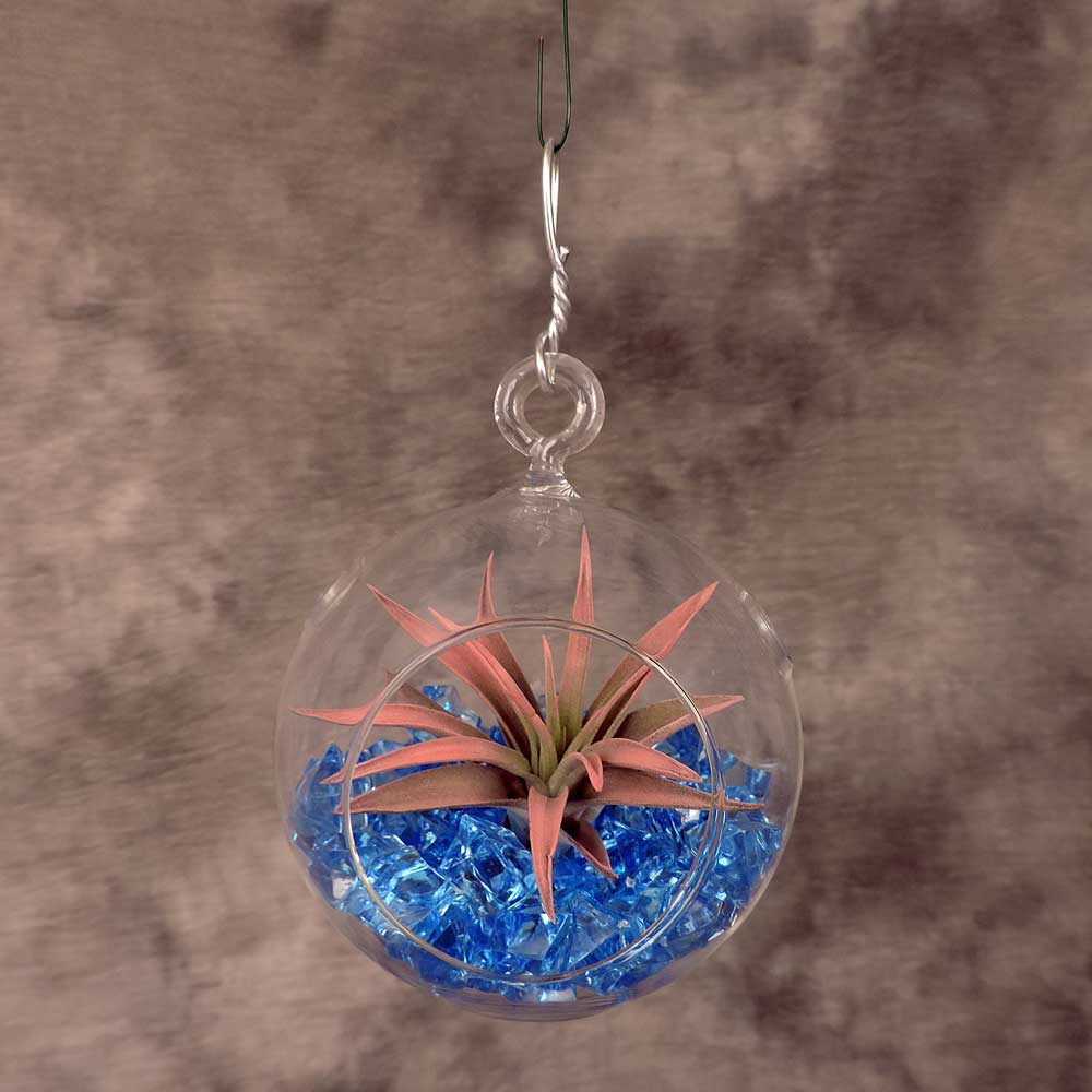 Single tillandsia plant in glass globe