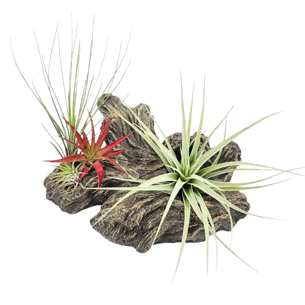 Tillandsia on faux driftwood