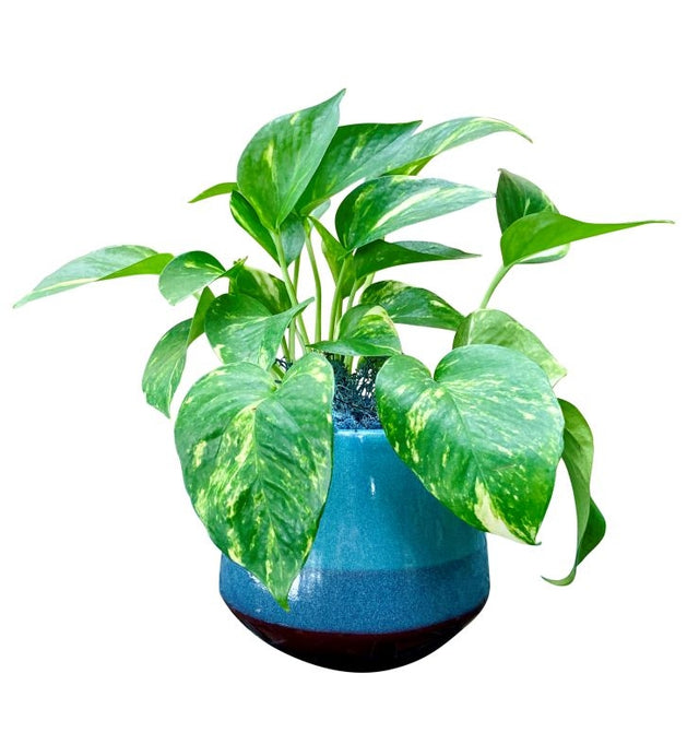 Trendy Tabletop Pothos Plant