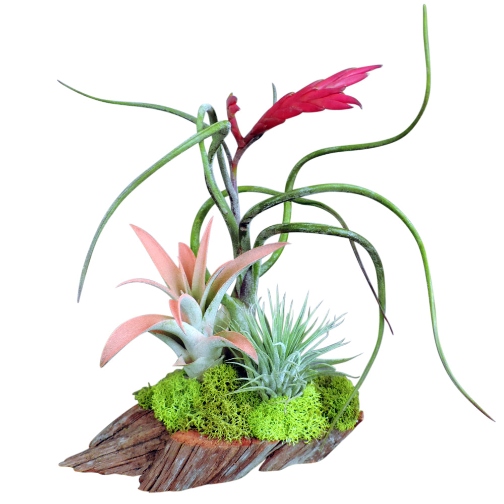 Triple air plant with moss on wooden base