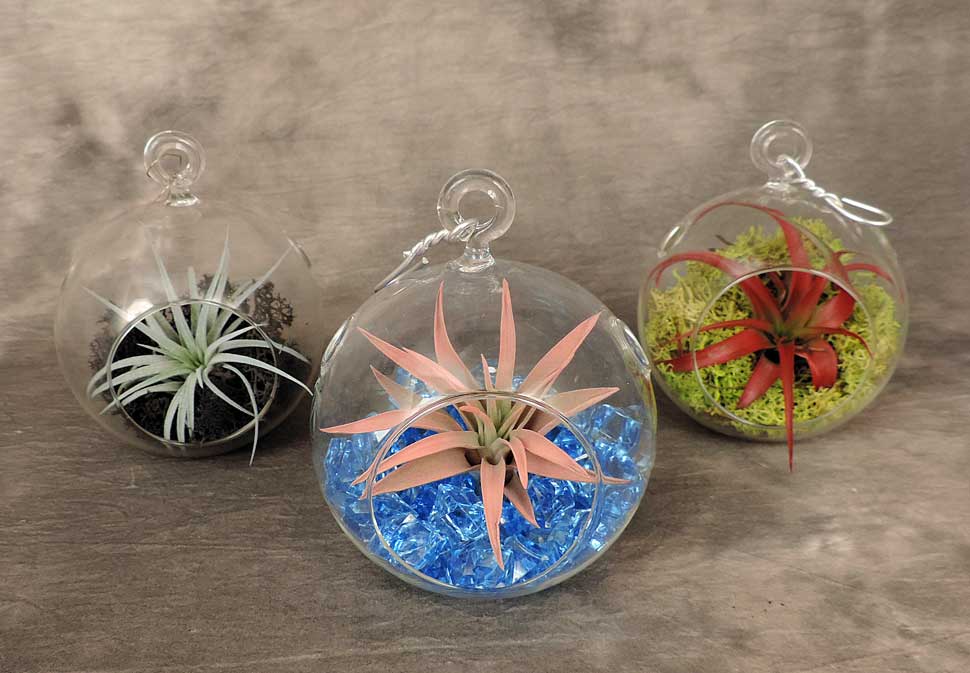 triple glass globe ornaments with air plants