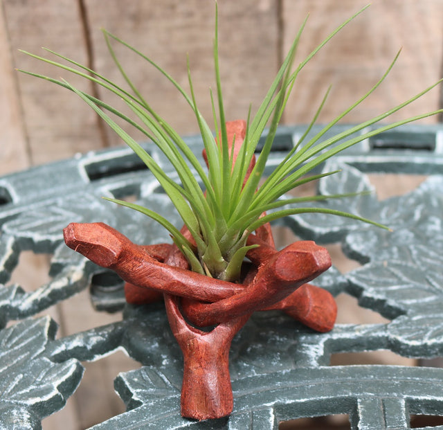 Tripod Air Plant