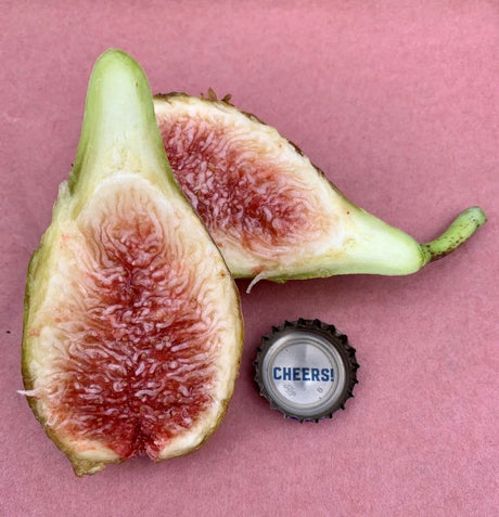 Turquie 2 Fig Fruit Cross Section