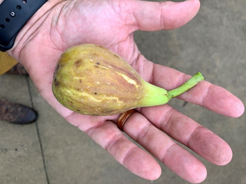 Turquie 2 Fig Fruit in Hand