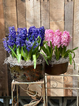 Blue and pink potted hyacinths