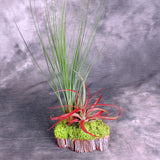 Unique planter with three air plants on wood