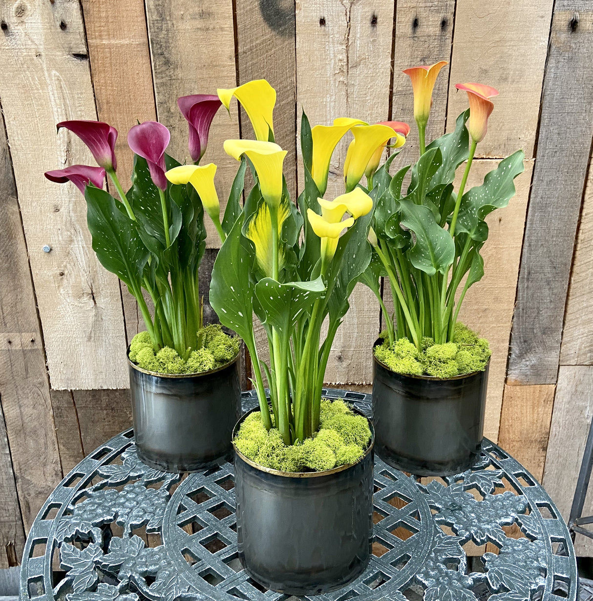 Urban Calla Lily Plant