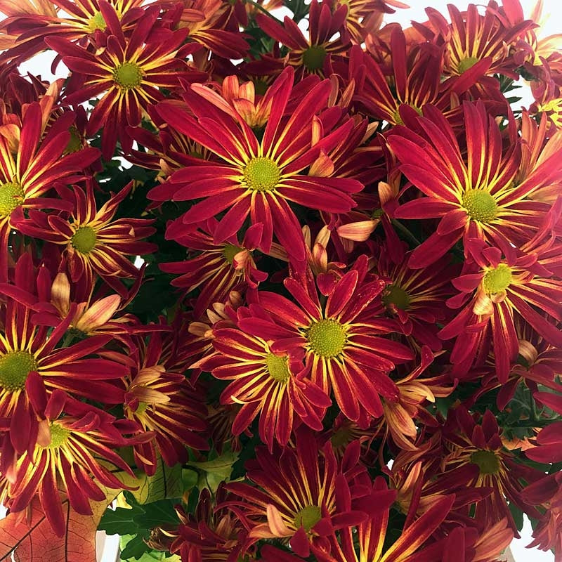 Autumn Urban Mum Plant Close Up