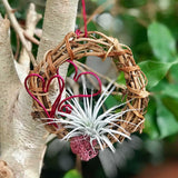 Valentine Air Plant