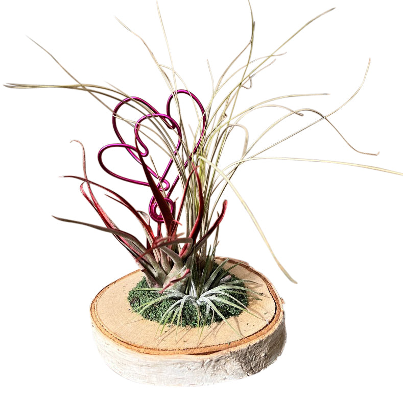 New Valentine Air Plant