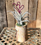 Valentine Air Plant