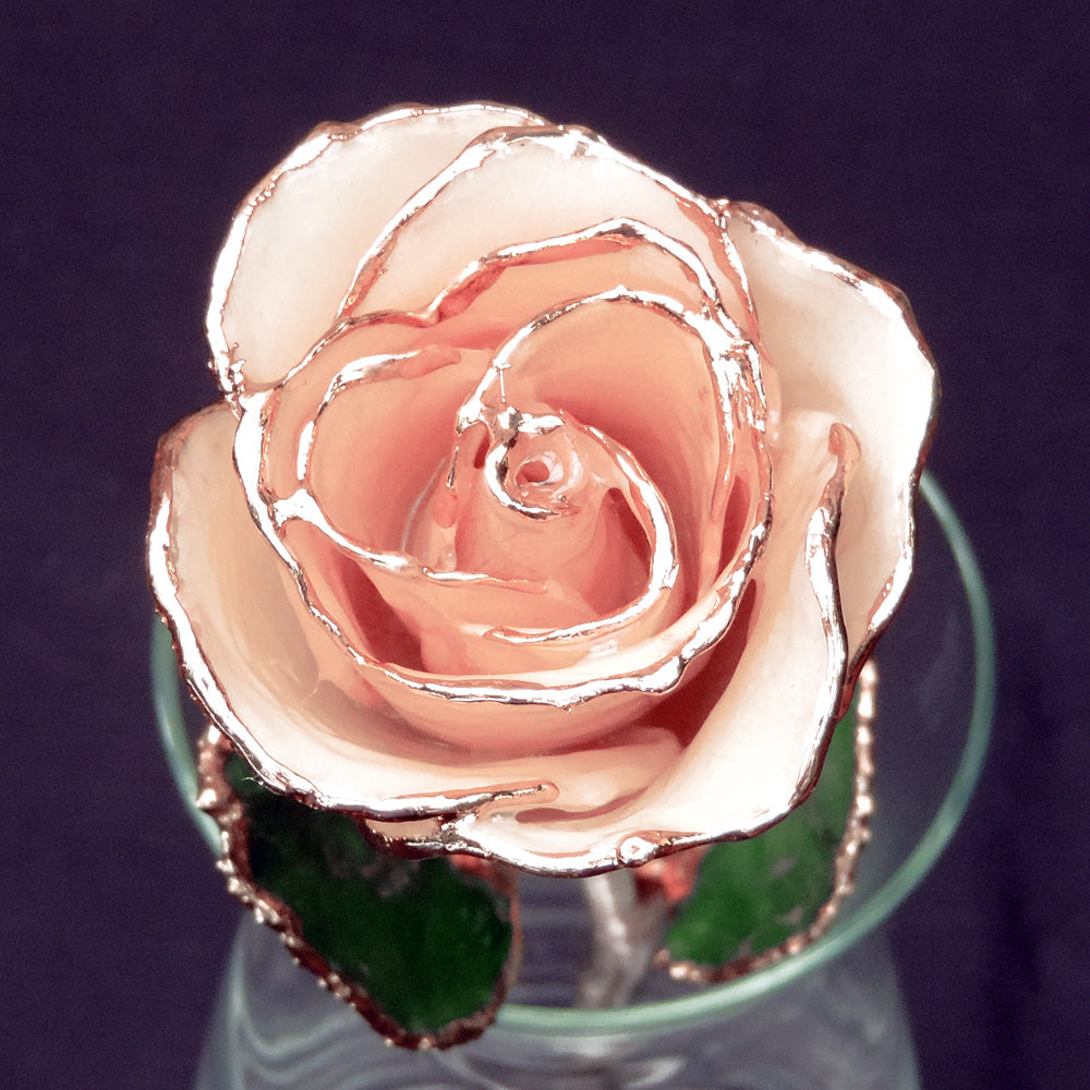 Close up of white rose tipped with 24 karat gold