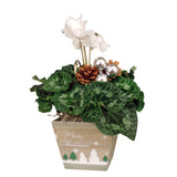 Winter White Cyclamen in wooden container