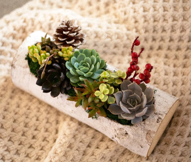 Winter Succulent Log