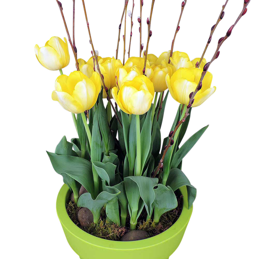 Yellow tulips in deluxe pot with accents