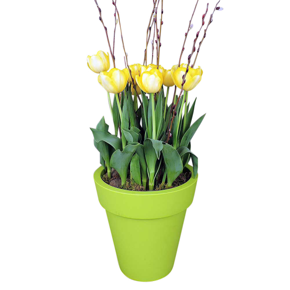 Premium presentation of tulips planted in pot