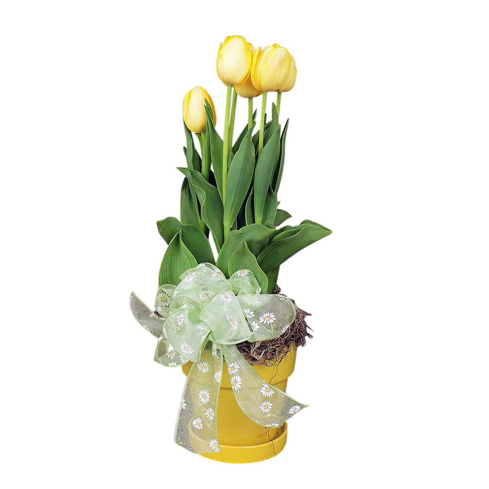 Yellow tulips in small ceramic pot with bow