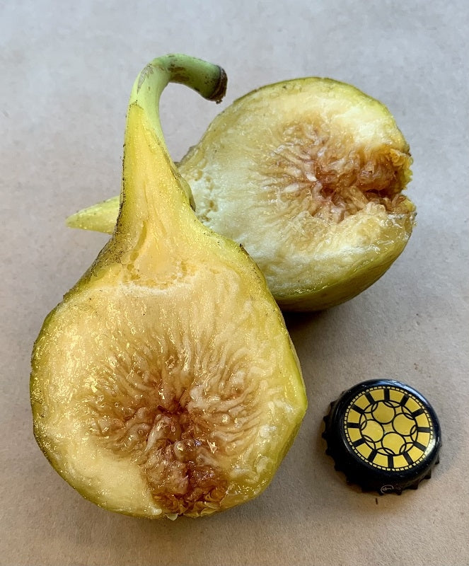 Yellow Long Neck Fig Fruit